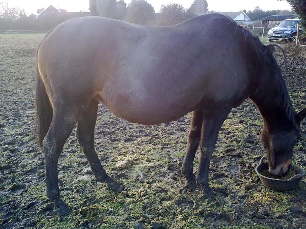 Pregnant Mare Photos 12