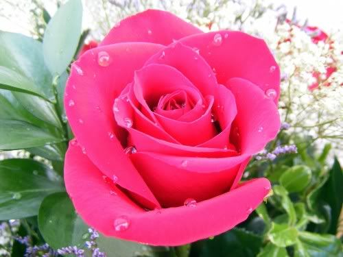 pink rose photo: Pink Rose rose3sharp_medium.jpg