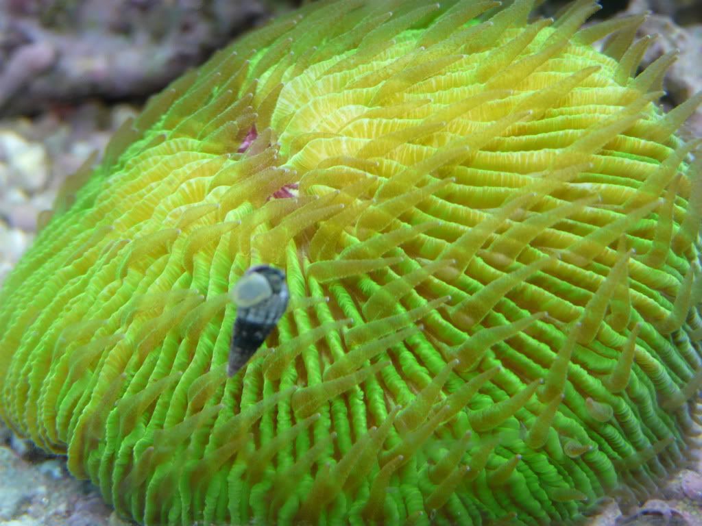 help w plate coral