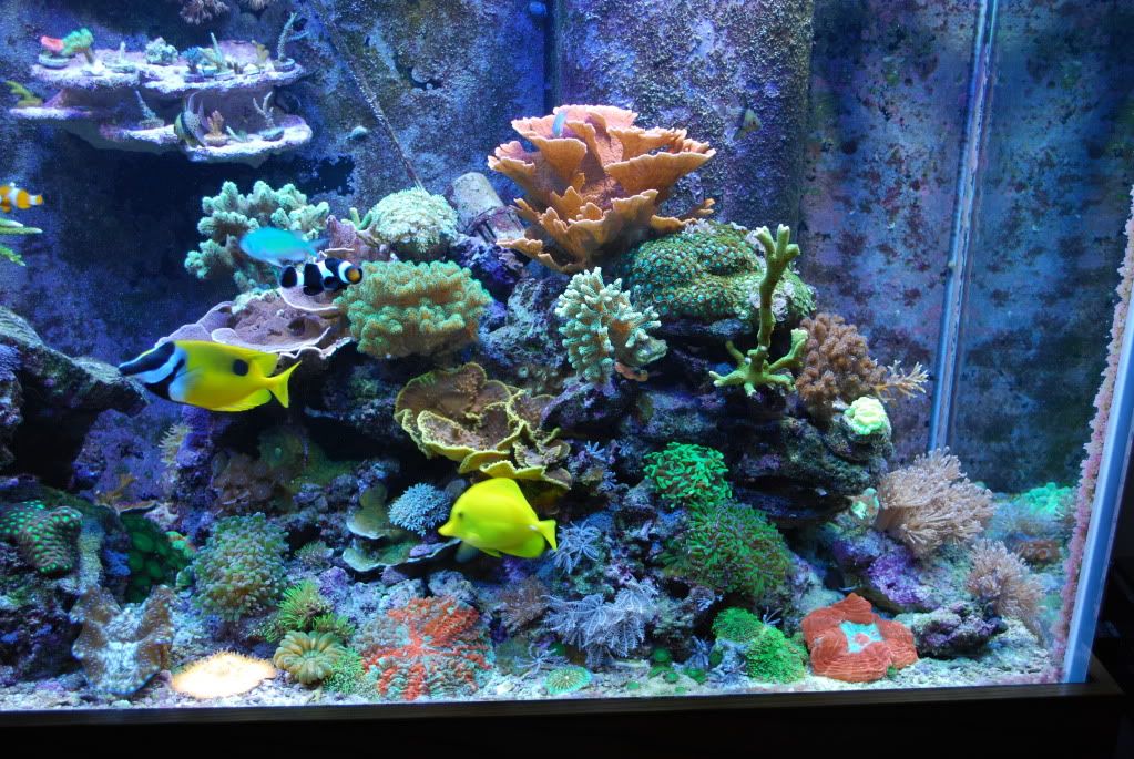 Best Reef Tank