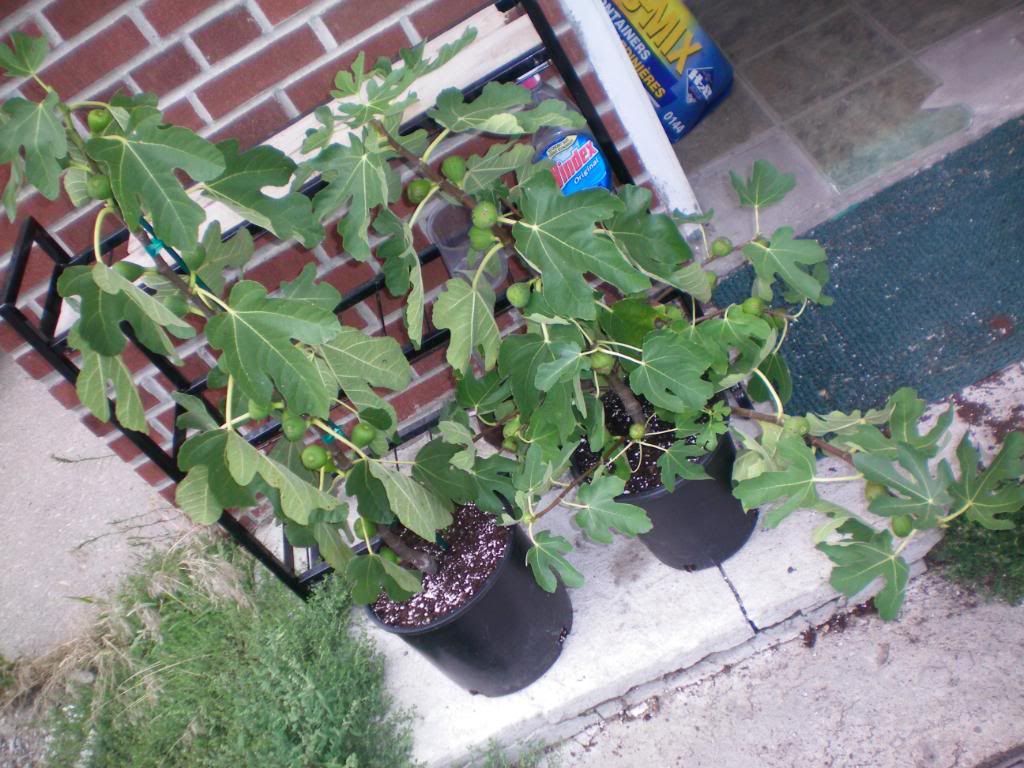 103_0514.jpg picture by nelson20vt