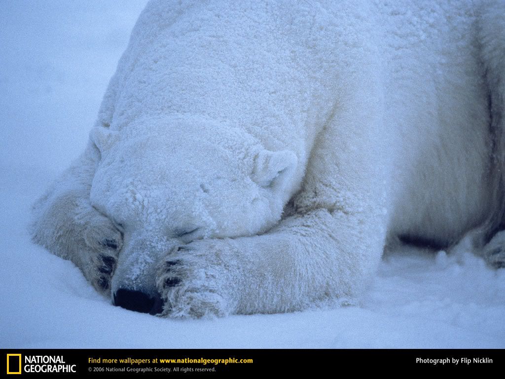 polar-bear-sleeping.jpg