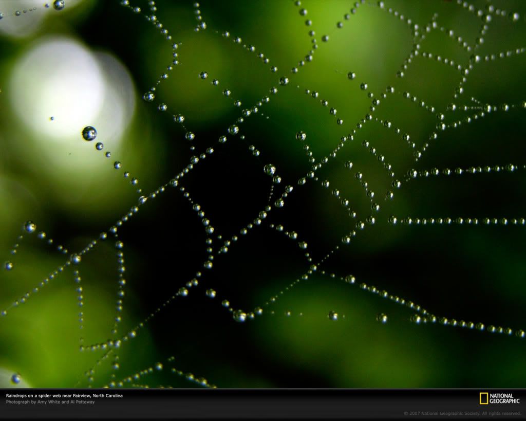 spider-web-raindrops-970457-xl