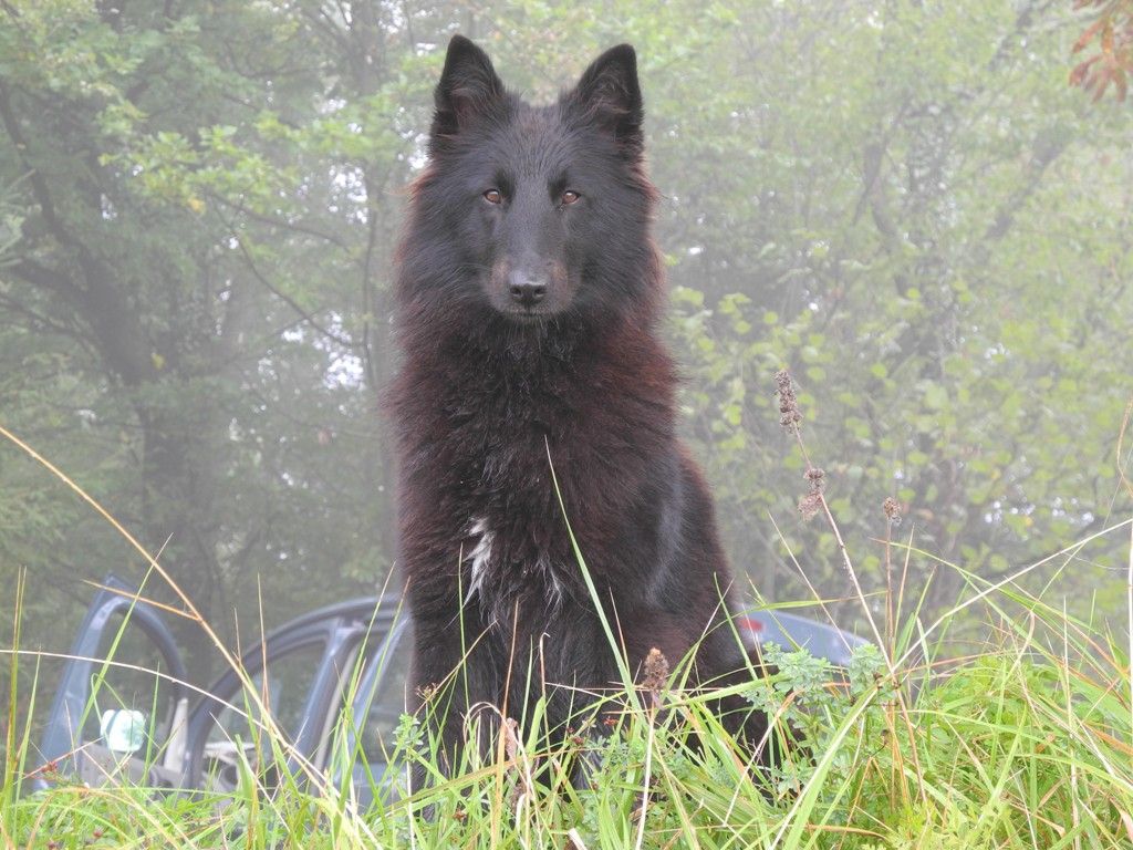 rencontre accouplement chien