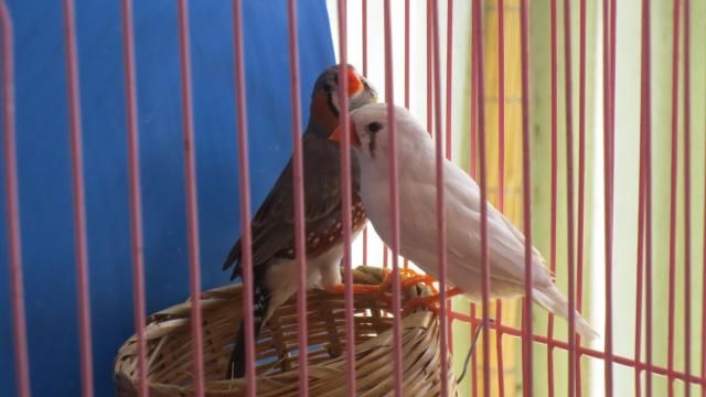 Manh Manh cần bán nhanh - 2