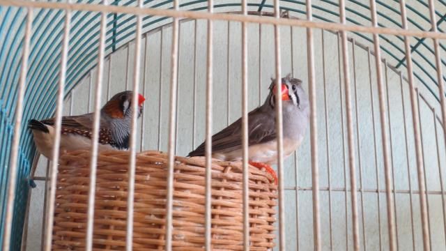 Manh Manh cần bán nhanh