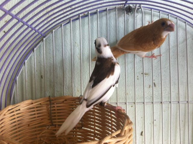 Manh Manh cần bán nhanh - 3