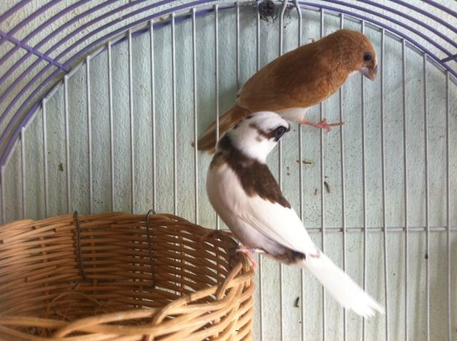 Manh Manh cần bán nhanh - 1