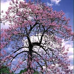paulownia_trees_08.jpg