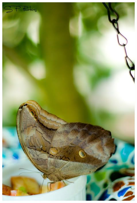 IMAGE: http://i923.photobucket.com/albums/ad77/4331545/Nature/butterfly1.jpg