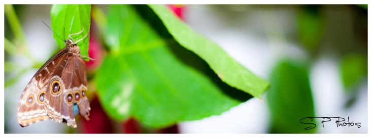 IMAGE: http://i923.photobucket.com/albums/ad77/4331545/Nature/butterfly4.jpg