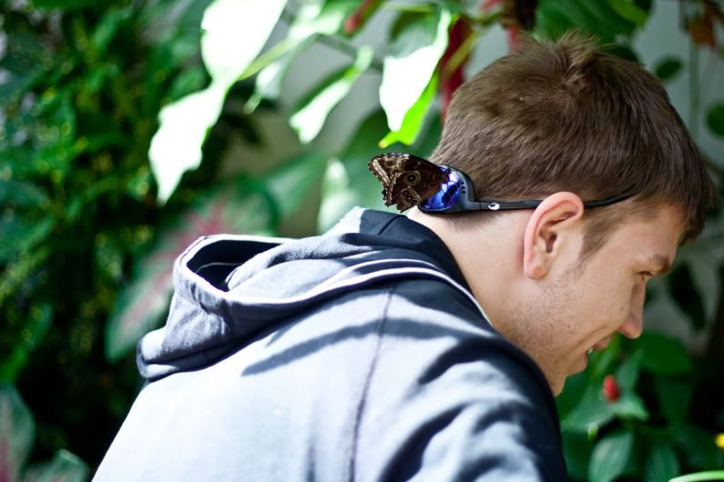 IMAGE: http://i923.photobucket.com/albums/ad77/4331545/Nature/butterfly5.jpg