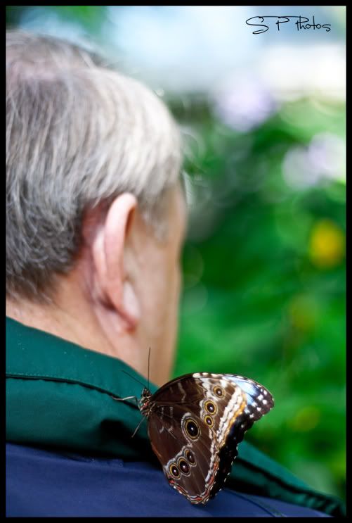 IMAGE: http://i923.photobucket.com/albums/ad77/4331545/Nature/butterfly6.jpg