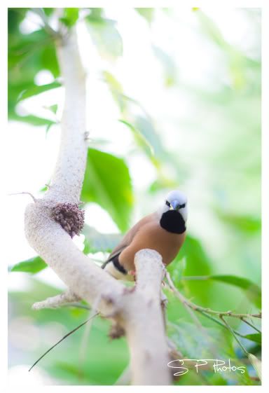 IMAGE: http://i923.photobucket.com/albums/ad77/4331545/angrybird.jpg