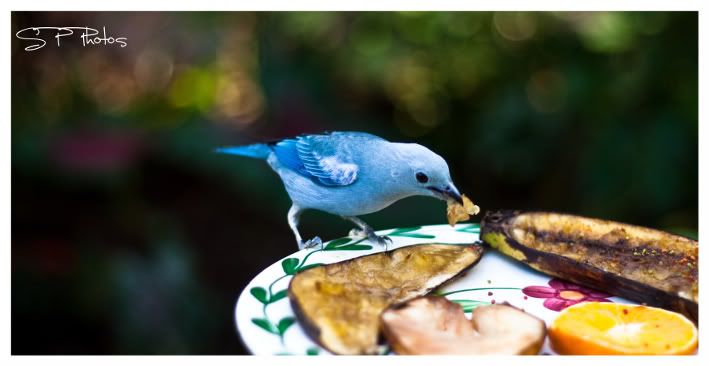 IMAGE: http://i923.photobucket.com/albums/ad77/4331545/bird2.jpg