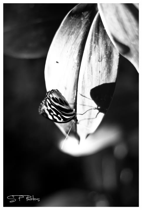 IMAGE: http://i923.photobucket.com/albums/ad77/4331545/butterfly2new.jpg