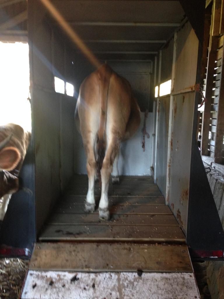 Who are you feeding out for freezer camp? - Cattle