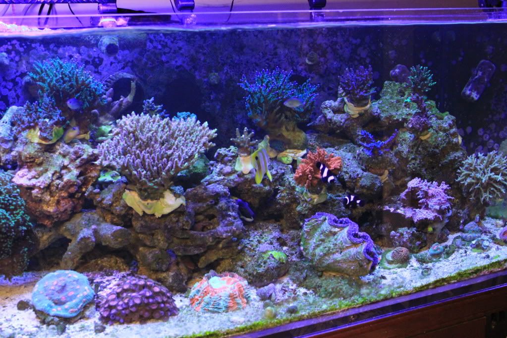 newcoral004-1.jpg