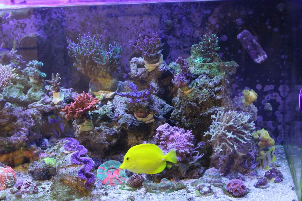 newcoral006-1.jpg