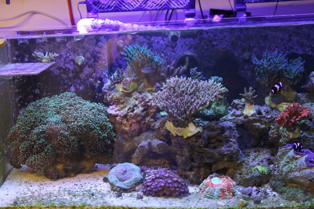 newcoral007.jpg