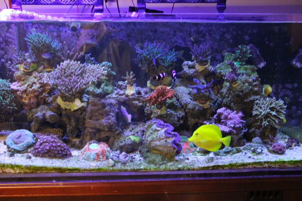 newcoral008.jpg