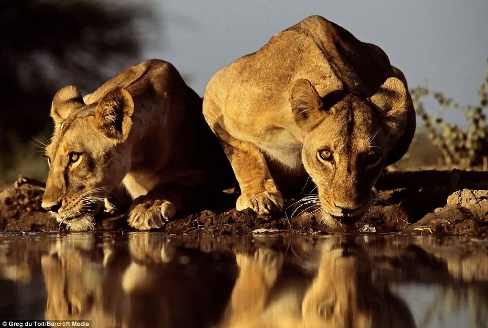 liontiger