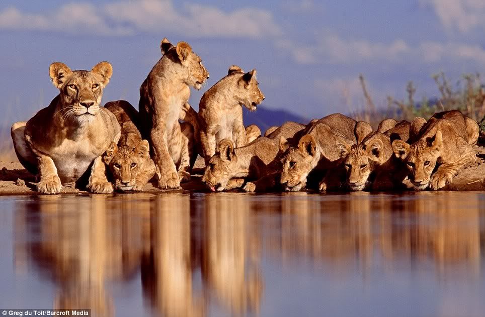 liontiger