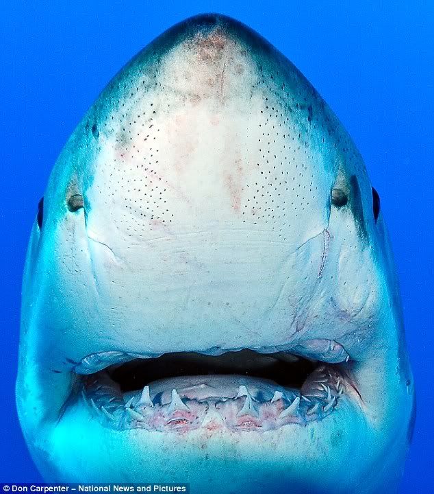 GreatWhite Shark