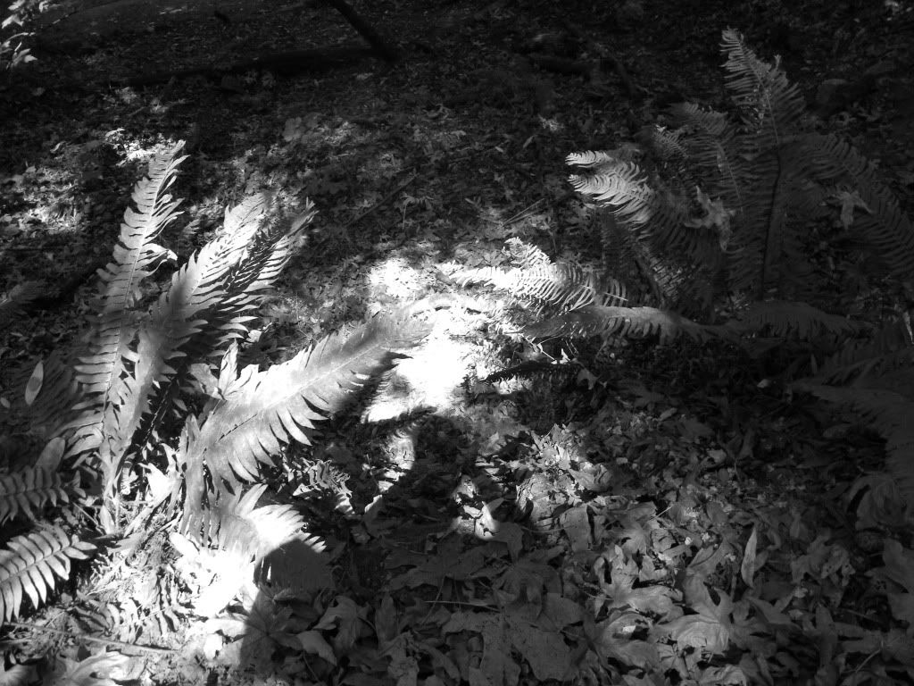 fern leaves